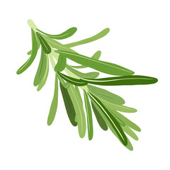 Rosemary plant, fresh herb branch with green leaves.Illustration Cartoon Design On White Background.