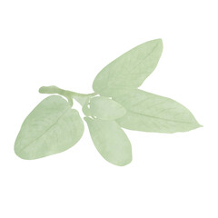 Sage Leaves.Illustration Cartoon Design On White Background.