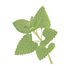 Fototapeta premium Nepeta cataria, commonly known as catnip, catswort, or catmint.Useful natural healthy food and diet.Illustration Cartoon Design On White Background.