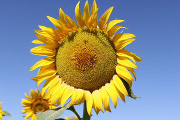 Growing Sunflowers in a field