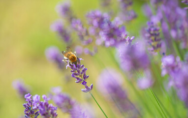 .lavender blooming in a garden with an honey bee flying next to flower.