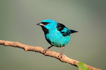 A male Blue Dacnis (Dacnis cayana)