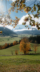 Beautiful autumn landscape with golden foliage trees and snowy mountain tops in Saalfelden, Salzburger Land, Austria