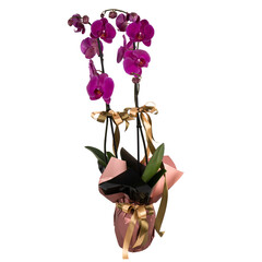 2 branches orchids in a decorative papers