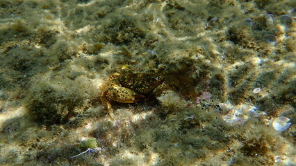 Naklejka na ściany i meble Yellow crab or warty crab (Eriphia verrucosa) undersea, Aegean Sea, Greece, Halkidiki