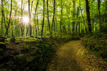 Spring sunrise in La Fageda D En Jorda Forest, La Garrotxa, Spai