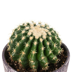 golden barrel cactus detail