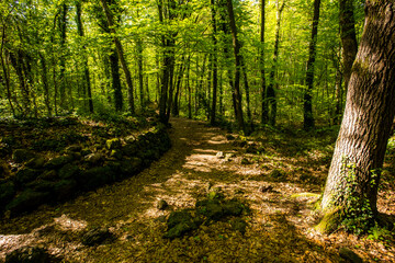 Spring sunrise in La Fageda D En Jorda Forest, La Garrotxa, Spai
