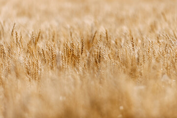 endless golden wheat field in summer