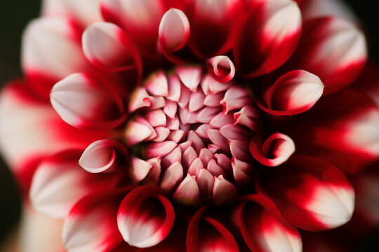 Petals of red blooming dahlia - Powered by Adobe