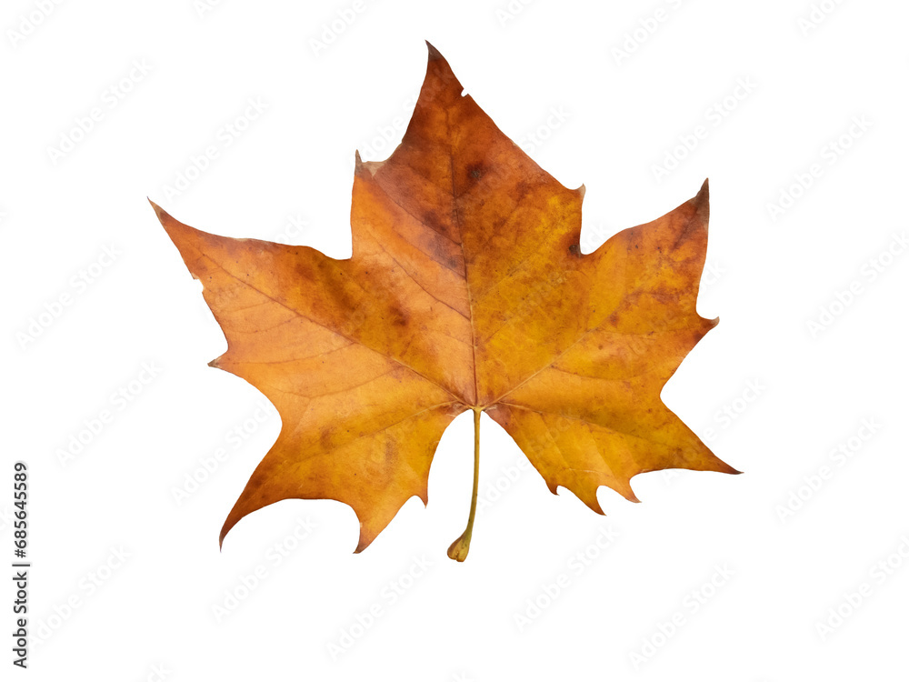 Wall mural plane tree autumn dry brown leaf flat lay isolated transparent png. platanus orientalis or old world