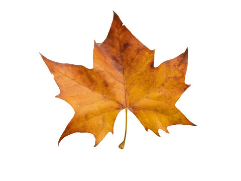 Plane tree autumn dry brown leaf flat lay isolated transparent png. Platanus orientalis or Old World sycamore fall foliage.