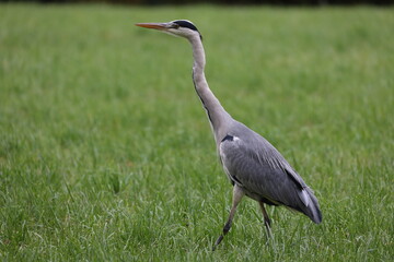 grey heron on a meadow hunting for mice