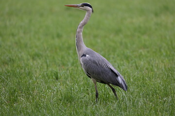 grey heron on a meadow hunting for mice