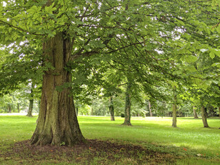 Large oak tree, Londra, Inghilterra