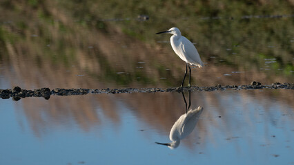 Egretta garzetta - Little Egret - Aigrette garzette
