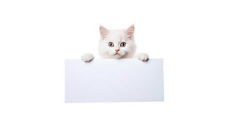 white cat with blank card, A cute cat holding a white sign for writing text on white background. Generative Ai content