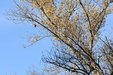 tree branches against blue sky