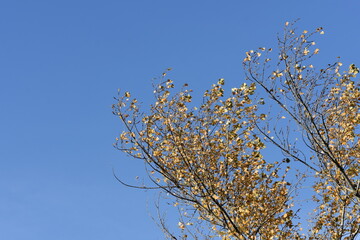 branches against blue sky