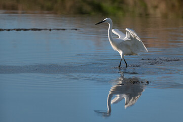 Egretta garzetta - Little Egret - Aigrette garzette