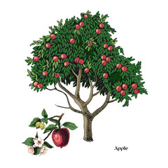 Apple tree and branch vector