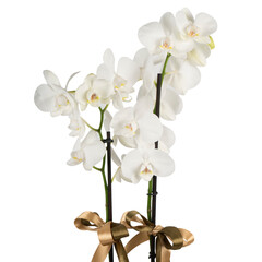 white orchid isolated on white background