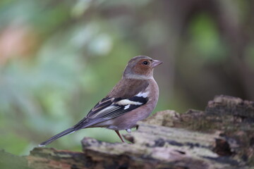 common chaffinch male in a woodland in central europe