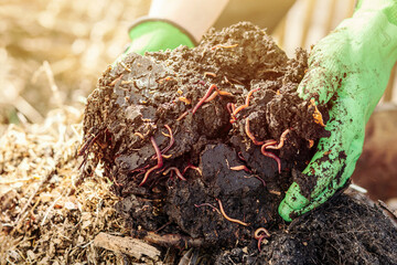 Compost with Worms, Organic Fertilizer, Bio Humus Rotted from Organic Waste with Earthworms in Compost Bin. 