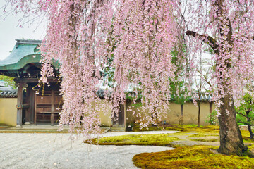 京都 高台寺の美しいしだれ桜　コピースペースあり（京都府京都市）Beautiful weeping cherry blossoms at Kodaiji Temple in Kyoto with copy space (Kyoto City, Kyoto Prefecture, Japan)