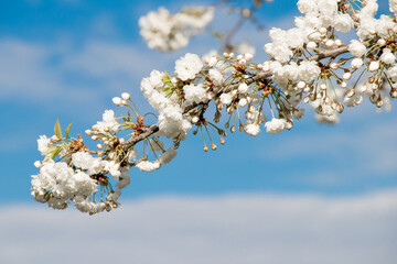 Cherry blossoms blooming in spring blue sky.