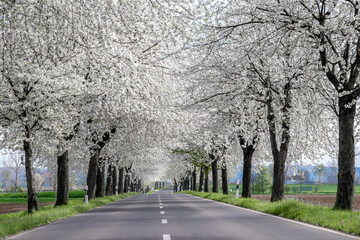 Naklejka premium Blooming cherry trees along the road