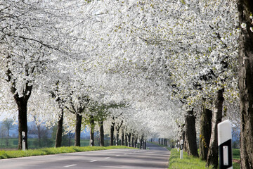 Flowering avenue colored white, cherry trees