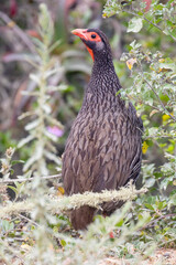 Red-necked Spurfowl (Pternistis afer ) or Red-necked Francolin, Wilderness, Western Cape, South Africa