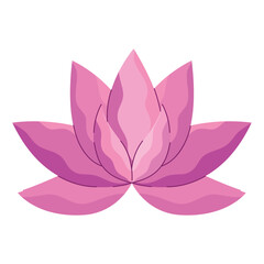 pink lotus flower