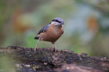 eurasian nuthatch searching for food
