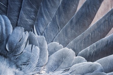 beautiful feather background texture