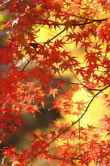 紅葉