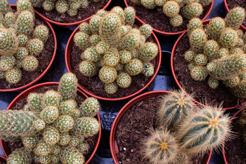 Top view of Golden star cactus (Mammillaria elongata) plants background. Beautiful plant wallpaper. - 685655560