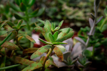 Close up view of a succulent plant (Crassulaceae). Beautiful plant wallpaper. - 685655571