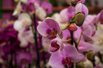 Close up view of Orchid flower (Orchidaceae) background. Beautiful flower wallpaper in pink colors - 685655574