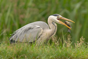 Fototapeta premium Grey heron - Ardea cinerea with fish in open beak on green background. Photo from Milicz Ponds in Poland.