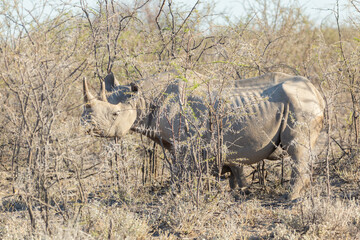 Fototapeta premium Selective focus view of female black rhinoceros with ribs showing walking and feeding among small trees in the afternoon, Etosha National Park, Namibia