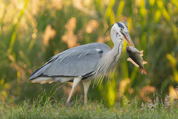 Grey heron - Ardea cinerea with fish in beak on green background. Photo from Milicz Ponds in Poland.