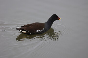 common moorhen swimming in the water of a lake