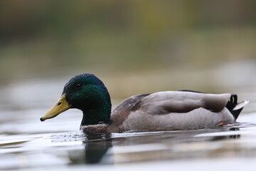 male mallard swimming on a lake