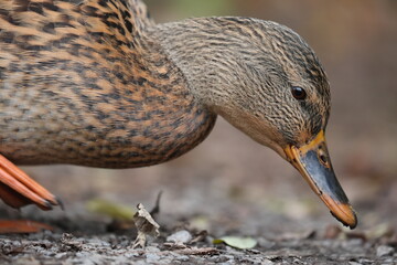 portrait of a female mallard