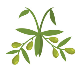 olive branch illustration