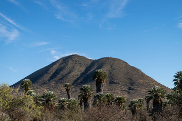 volcano with palm trees