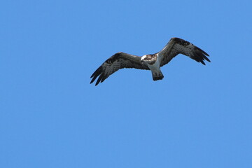 osprey is hunting a fish