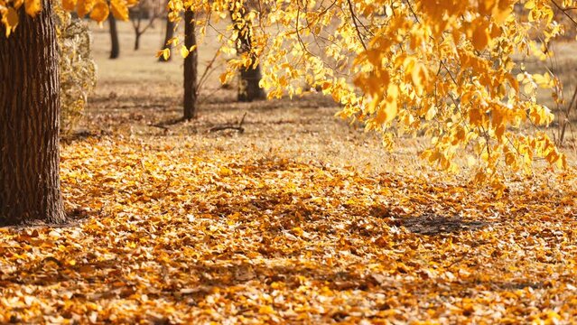 Super slow motion of falling autumn golden maple leaves. Filmed on high speed cinema camera. park with yellow foliage at sunny windy day